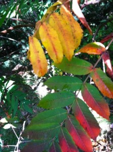 leaves2