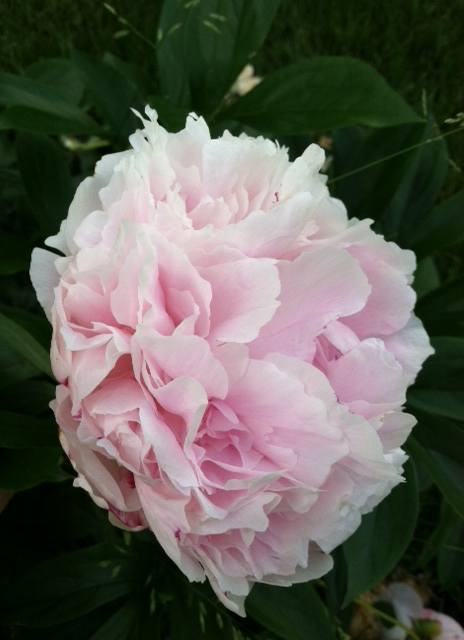 peony